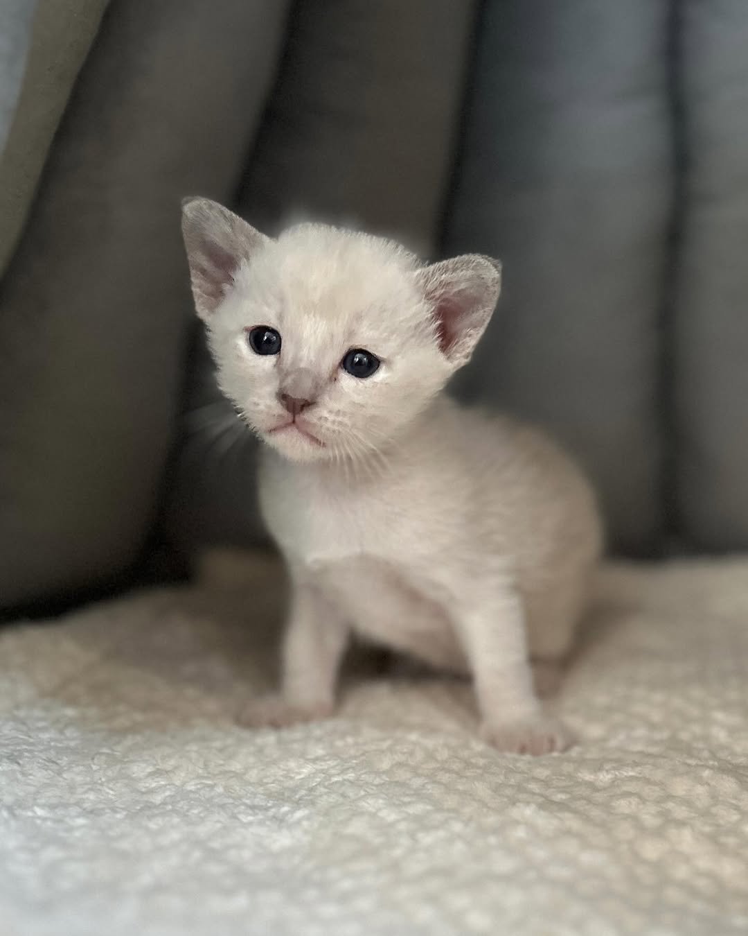 Bella - Tonkinese Kitten